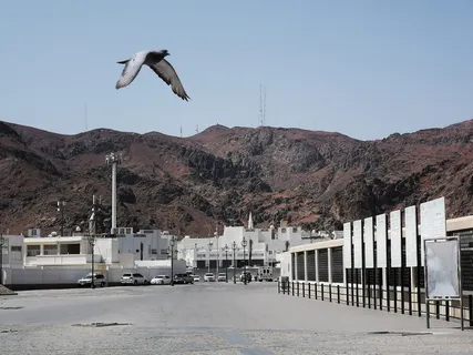 鸽子，苍蝇，鸟，羽毛，山，飞，自然，天空