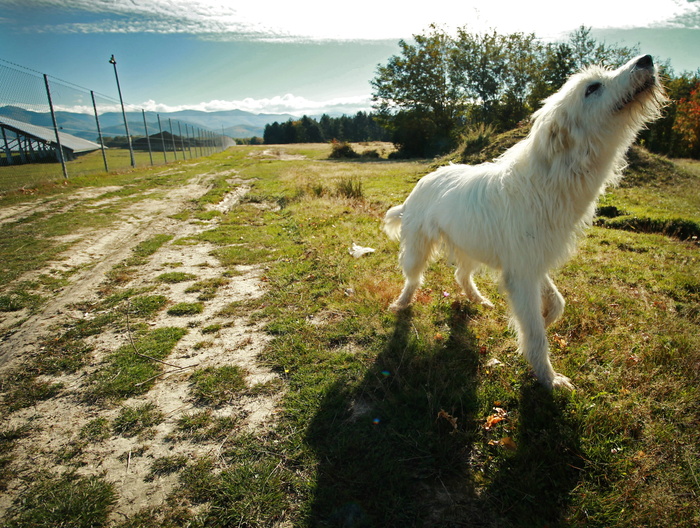 狗，动物，狗，哺乳动物，宠物，光，自然，草