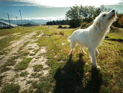 狗，动物，狗，哺乳动物，宠物，光，自然，草