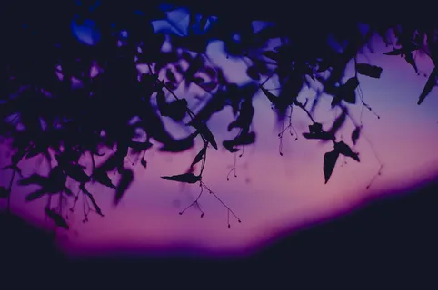 粉色和黑色花卉纺织品