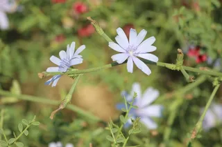 花，植物，关注，多年生，开花植物，脆弱，脆弱，美丽