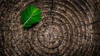 棕色木桩上的绿叶植物