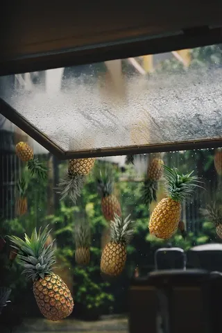 菠萝雨