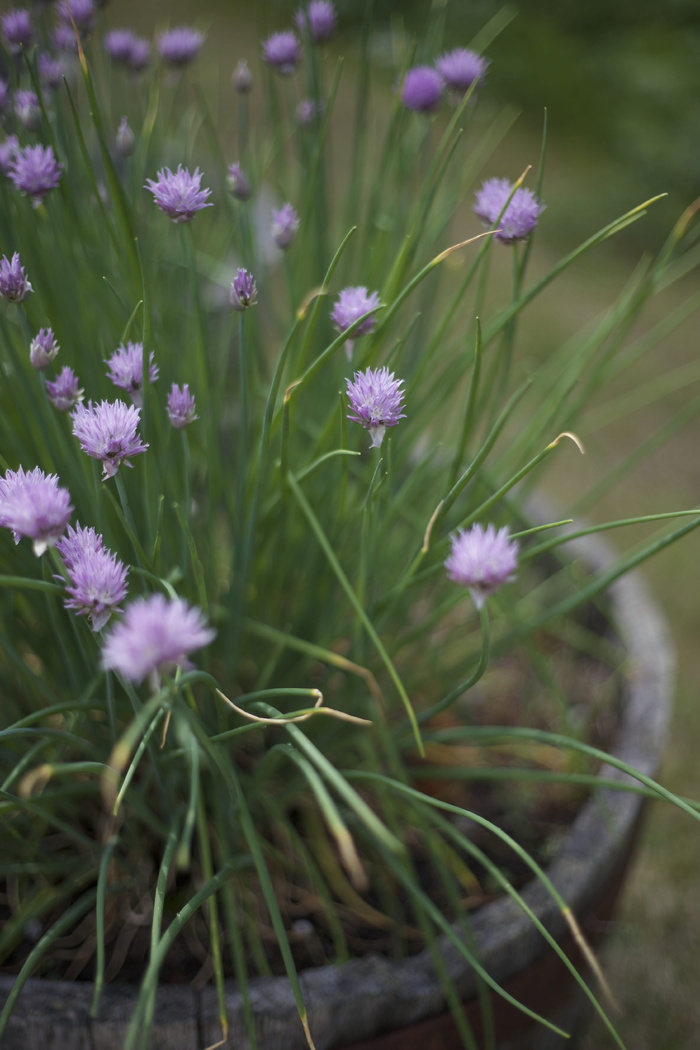 韭菜、开花、花、植物、草本植物、紫色、夏季、自然