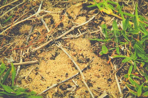 草、土、土、干旱、生存、沙、根、死亡