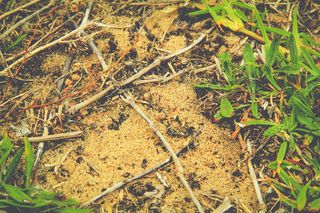 草、土、土、干旱、生存、沙、根、死亡