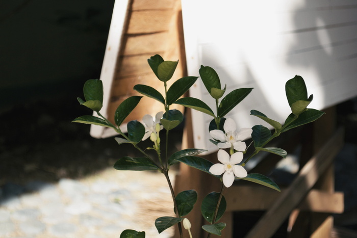 菲律宾，花，植物，花园，叶，叶，花，白花