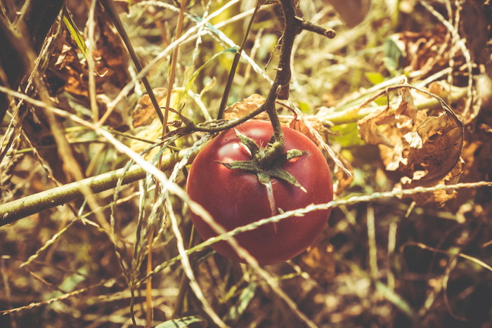 番茄、红色、植被、植物、新鲜、生的、维生素、农场
