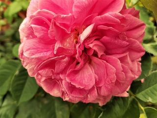 花，开花，植物，花瓣，玫瑰，开花植物，脆弱，自然之美