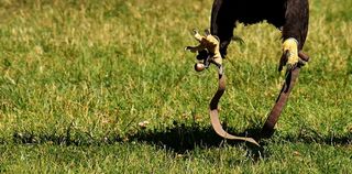 阿德勒，脚，秃鹰，鸟，接近，猛禽，秃鹰，猛禽