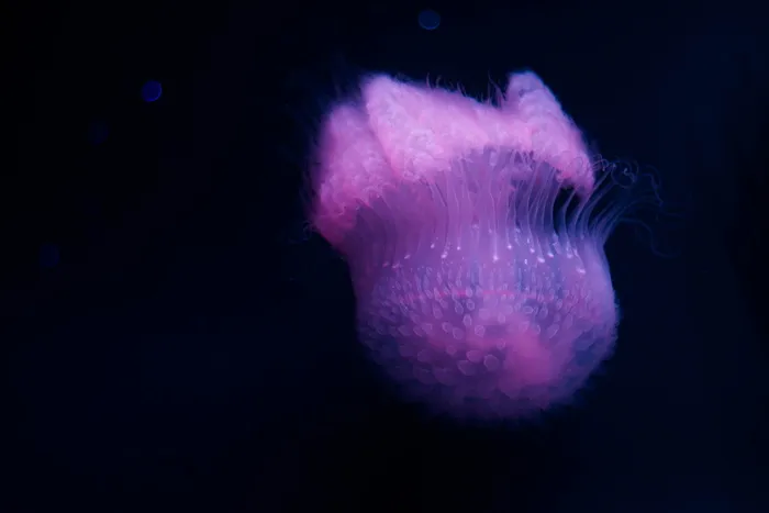 鱼, 海上生活, 无脊椎动物, 水族馆, 海蜇, 水下, 动物, 海底