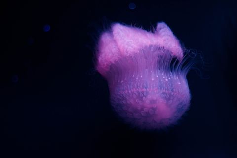 鱼, 海上生活, 无脊椎动物, 水族馆, 海蜇, 水下, 动物, 海底