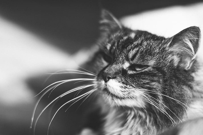 猫的脸，动物，猫，灰色，哈普萨卢，爱沙尼亚，宠物，小猫