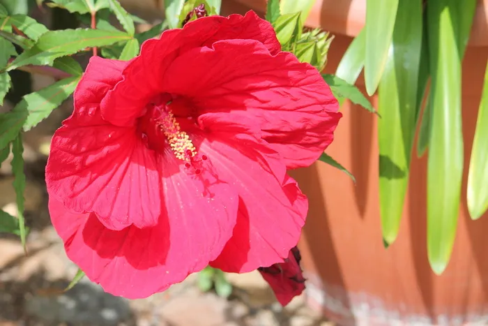 芙蓉，巨大芙蓉，粉红色，开花，开花，花朵，芙蓉花，开花植物