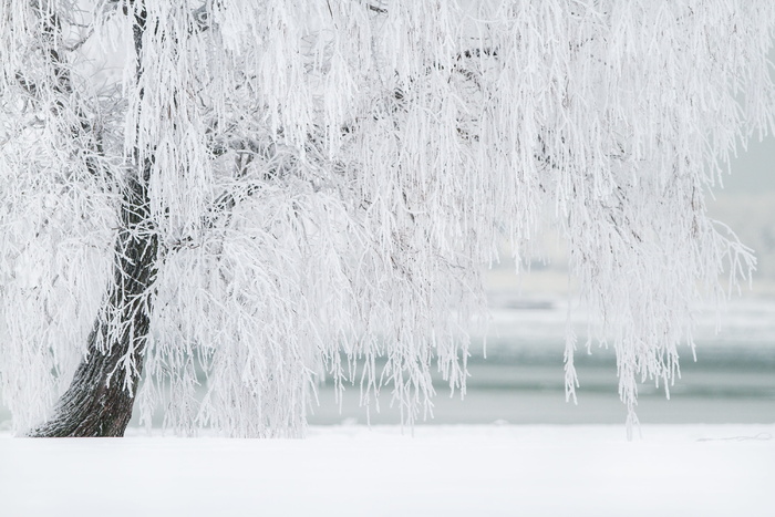 白树，冬天，树，雪，风景，寒冷，十二月，圣诞节