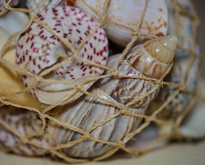 贝壳，扇贝，麻线，海，*，纪念品，食物，篮子