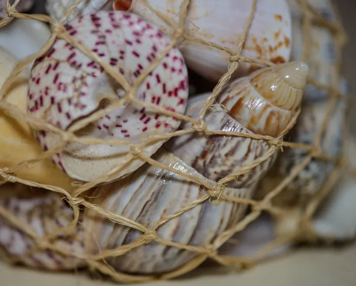 贝壳，扇贝，麻线，海，*，纪念品，食物，篮子