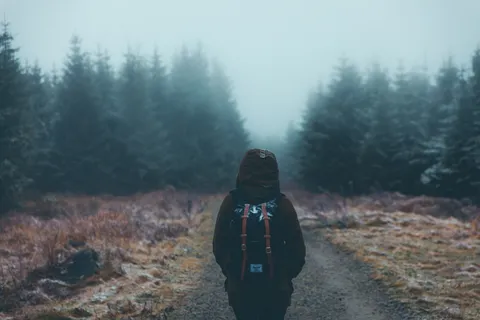 人, 走, 通路, 松树, 树, 森林, 植物, 自然 人, 走, 通路, 松树, 树, 森林, 植物, 自然