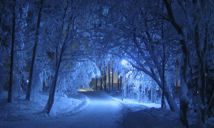 雪，有盖，小径，树木，夜间，冬季，夜间，蓝色