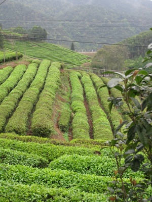 茶，采集，种植，田地，田地，收获，绿地，自然