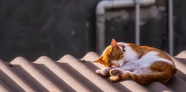 猫，熟睡动物，家养动物，家养动物，哺乳动物，宠物，家猫