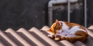 猫，熟睡动物，家养动物，家养动物，哺乳动物，宠物，家猫