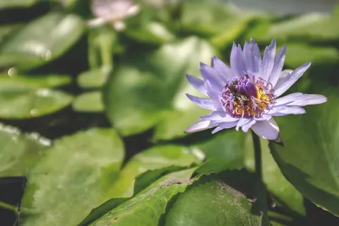 紫色花瓣花,植物,花,泰国,曼谷,花粉,花朵,蜜蜂 紫色花瓣花,植物,花,泰国,曼谷,花粉,花朵,蜜蜂