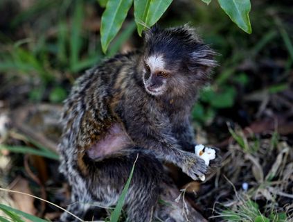 狨猴白色绒毛，森林，灵长类，森林公园，濒临灭绝，动物主题，动物，野生动物