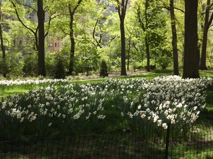 公园，纽约，*，植物，自然之美，树木，生长，宁静