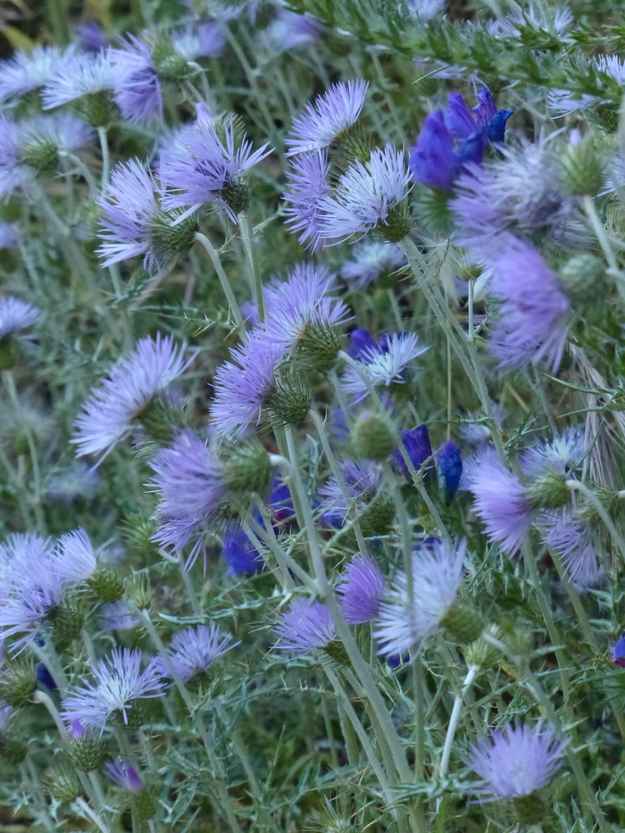 偷，蓟，开花，开花，偷蓟，花，紫色，紫色