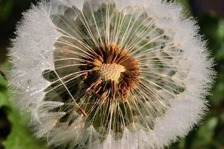 特写摄影，白色，蒲公英，飞来的种子，种子，花朵，尖花，春天