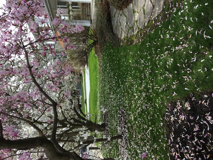 plant，flagstone，flower，blossom，加拿大，niagara on the lake，four mile creek路238号，户外