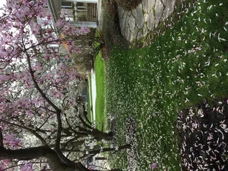 plant，flagstone，flower，blossom，加拿大，niagara on the lake，four mile creek路238号，户外
