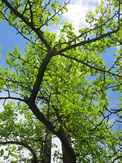 银杏, 银杏, 处女树, 树, 分支机构, 叶子, 植物群, 植物学 银杏, 银杏, 处女树, 树, 分支机构, 叶子, 植物群, 植物学