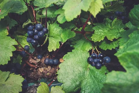 威尔士，英国，威尔士葡萄，绿色，蓝色，蓝莓，葡萄，树