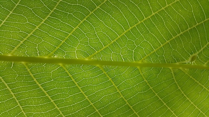 纹理，植物，完美，忧郁，壁纸，自然，盖亚，叶子