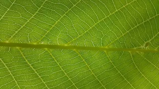 纹理，植物，完美，忧郁，壁纸，自然，盖亚，叶子