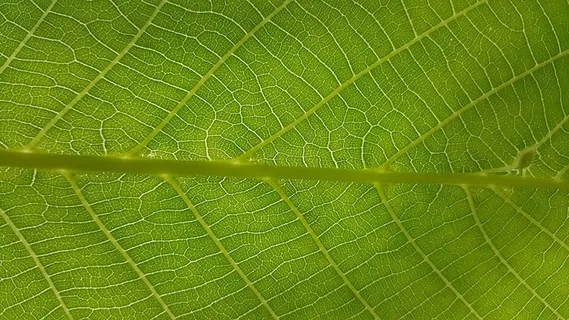 纹理,植物,完美,忧郁,壁纸,自然,盖亚,叶子 纹理,植物,完美,忧郁,壁纸,自然,盖亚,叶子