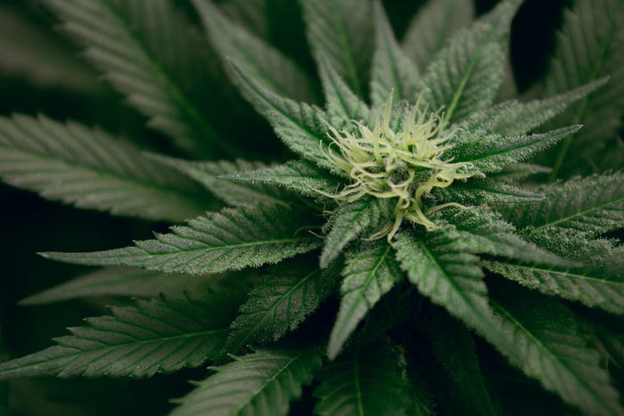 绿叶植物，叶，植物部分，植物，大麻-草本大麻，绿色，医疗保健和药物，特写