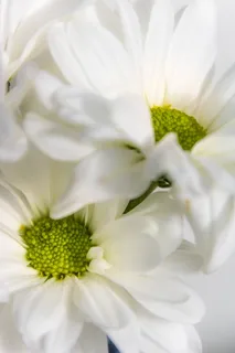 自然,开花,开花,花朵,植物,春天,宏观,花园 自然,开花,开花,花朵,植物,春天,宏观,花园