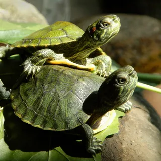 美国，艾尔，想象，逻辑，岩石，日光浴，黄色，自然