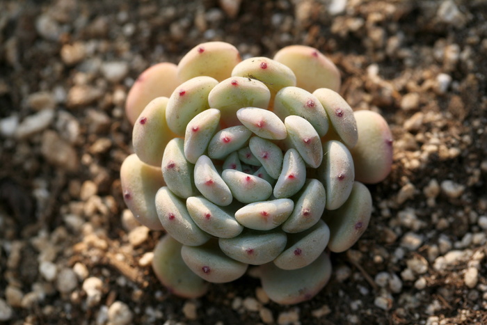 绿色多汁植物，肉质植物，肉质在这，仙人掌，花园，花卉，植物，花园