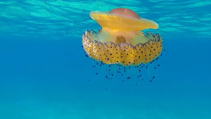 粉色，黄色，水母，游泳，水，蓝色，水母，海洋