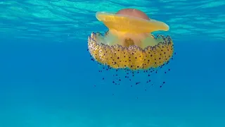 粉色，黄色，水母，游泳，水，蓝色，水母，海洋