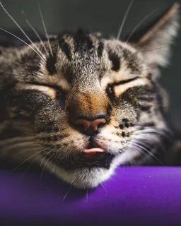 棕色斑猫的特写照片 棕色斑猫的特写照片