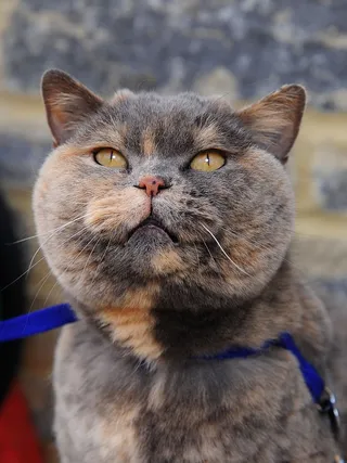 动物，可爱，肖像，猫，宠物，可爱，猫，动物主题