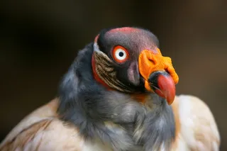 微距摄影, 灰色, 棕色, 鸟, 黑秃鹫, 格里芬秃鹫, 秃鹫, 动物肖像