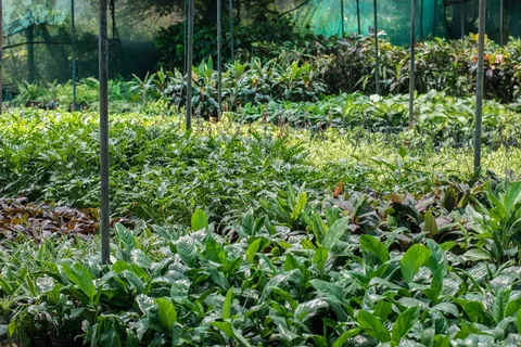 苗圃，植物，树苗，装饰，苗圃，花园，幼苗，生长