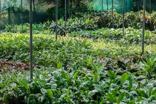 苗圃，植物，树苗，装饰，苗圃，花园，幼苗，生长