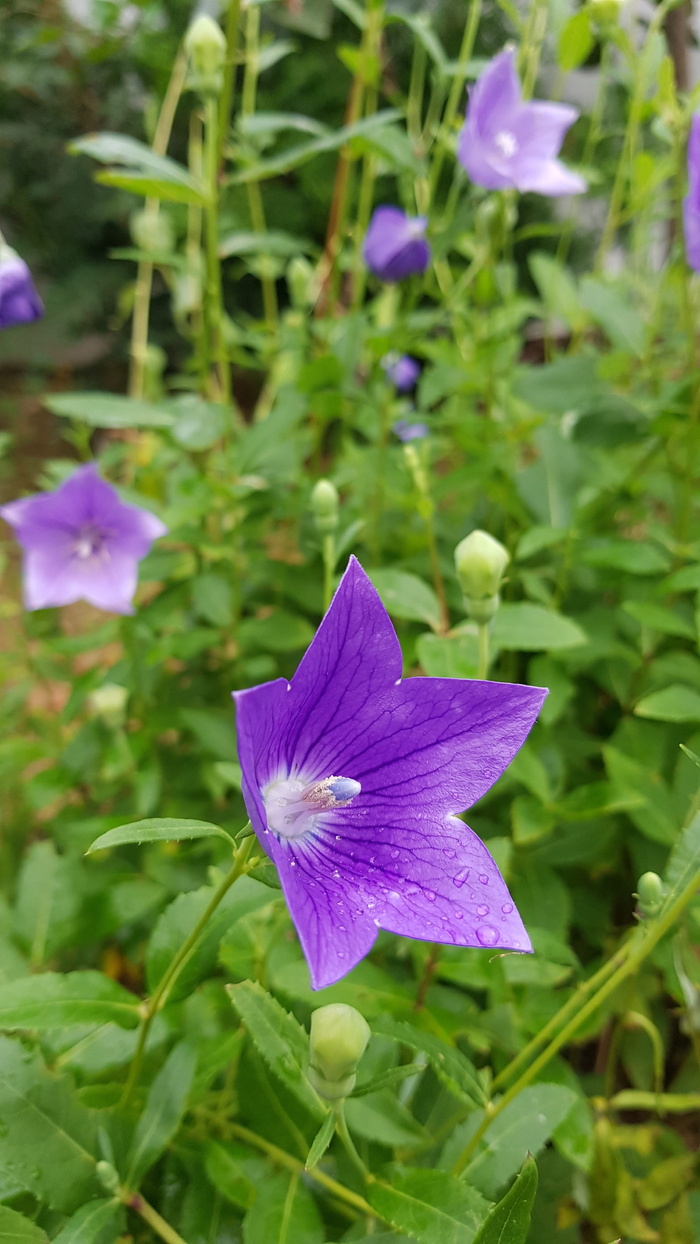 风铃花，风铃花，看花，看，花瓣，植物，开花植物，自然界的美